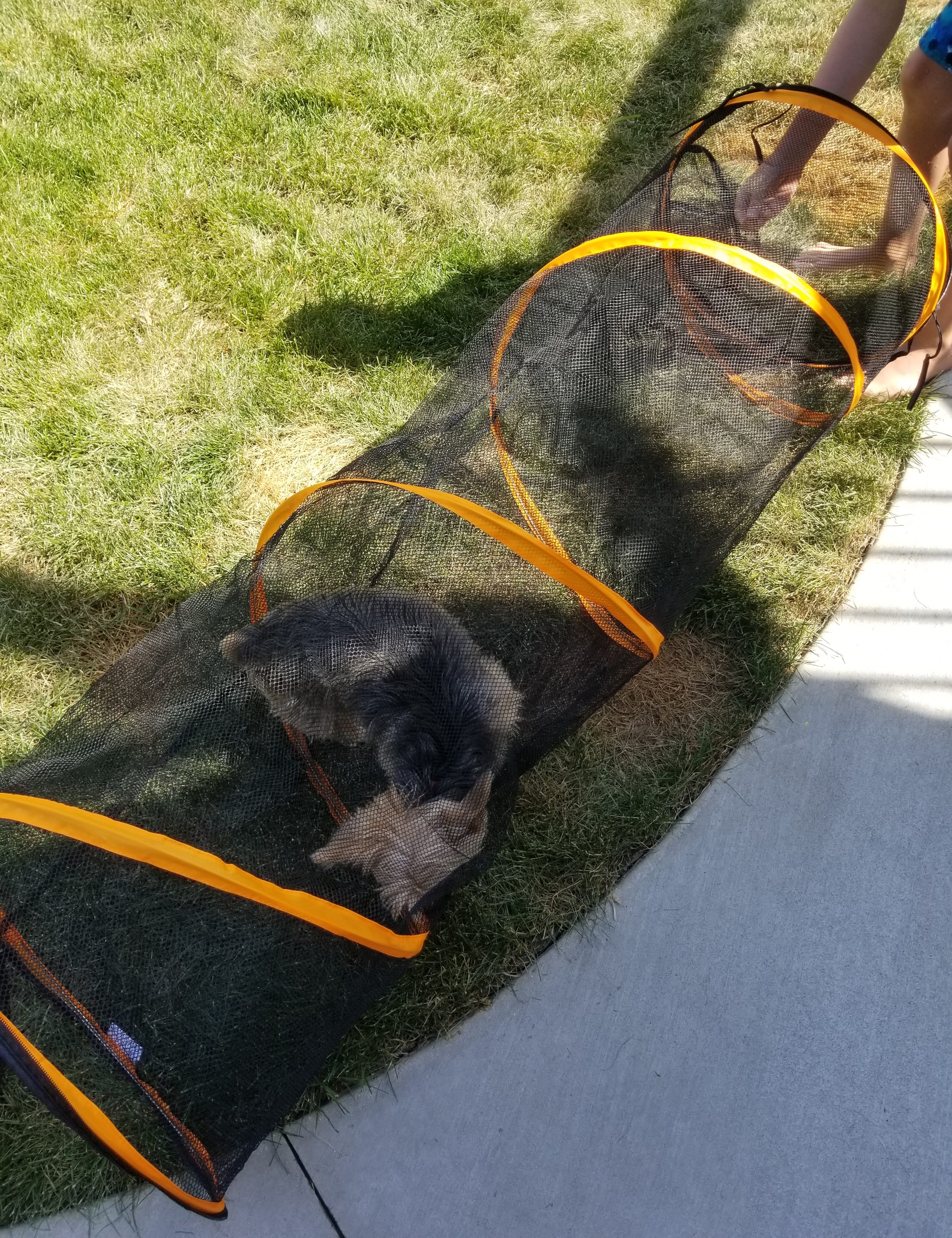 amazon cat tunnel